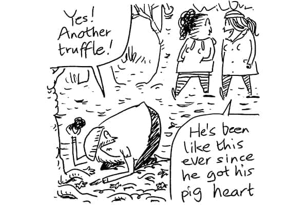 Wilbur - Pig heart - 15 January 2022