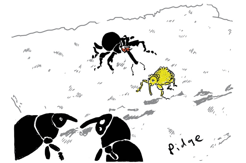 Paul Williams - ‘Hurry up, or he’ll have his weevil way with her.’ - 7 November 2020