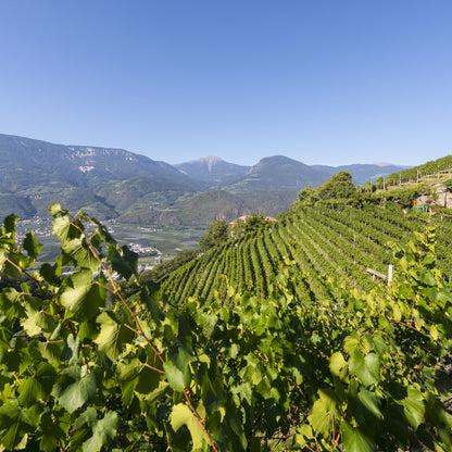 Cantina Terlano Wine Lunch, Friday 30 October, Spectator boardroom, 12.30pm for 1pm