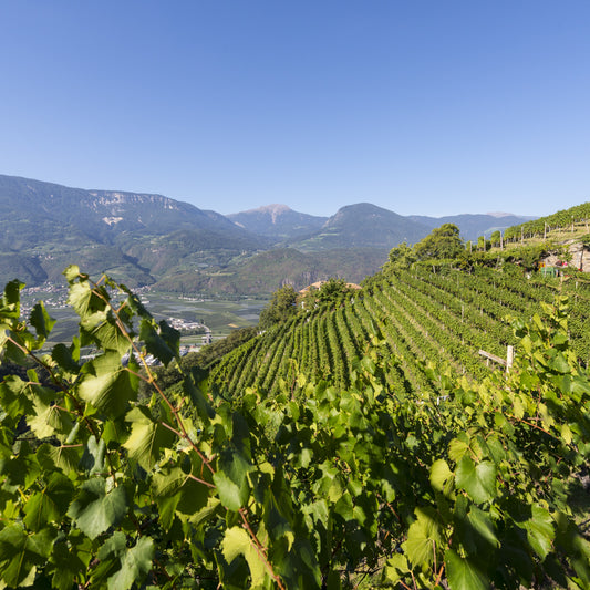 Cantina Terlano Wine Lunch, Friday 30 October, Spectator boardroom, 12.30pm for 1pm
