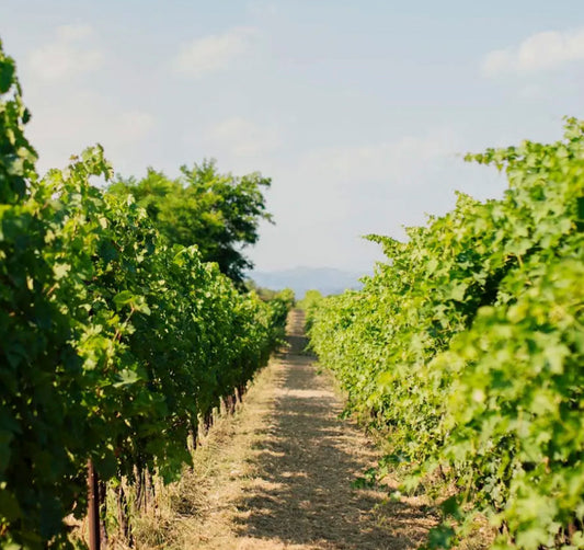 Familia Pasqua Winemaker Lunch, Friday 4 December, 12.30pm for 1pm, Spectator Boardroom