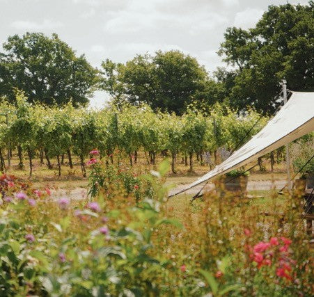 English Wine Festival, Thursday 25 June, 6 to 8pm, Spectator garden