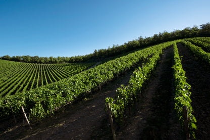 Siepe Winemaker Lunch with Giovanni Mazzei, Friday 2 May | 12.30 for 1pm | Spectator Boardroom | £175