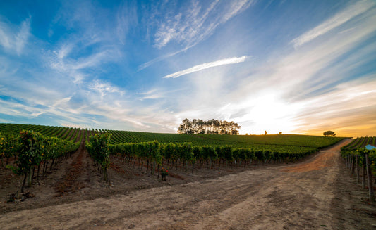 Wines of Portugal Dinner | Wednesday 5 March, 7pm for 7.30pm | The Library. upstairs at Old Queen Street Café