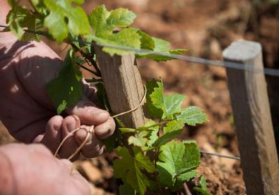 Domaine Chanson Winemaker Lunch | 28 November | 12.30 for 1pm | Spectator Boardroom