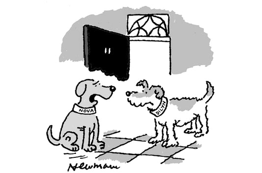 Nick Newman - ‘If you can’t control your owner he’ll have to be muzzled.’ - 14 August 2021