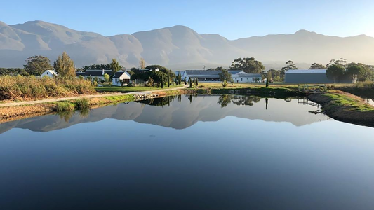 Springfontein Winemaker Lunch | Friday 7 November | Spectator Boardroom | 12.30 for 1pm | £155